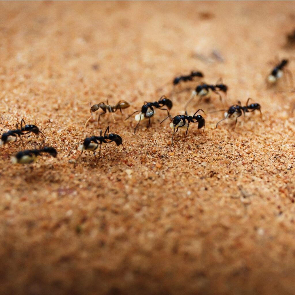 Ants Control Service