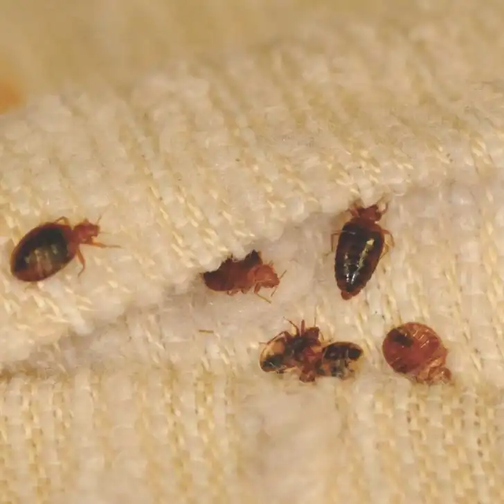 Bed Bugs Inspection