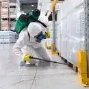 Emergency wasp removal Ajax — emergency wasp removal Ajax active wasp nest