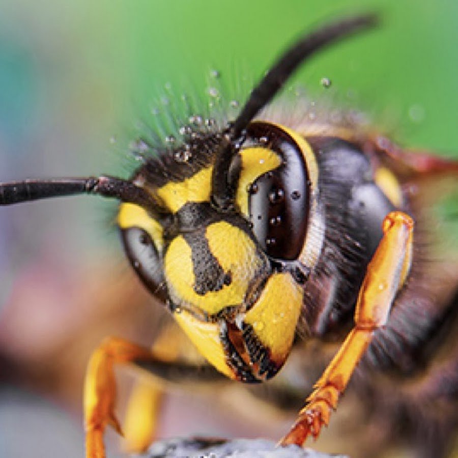 Wasps Pest Control