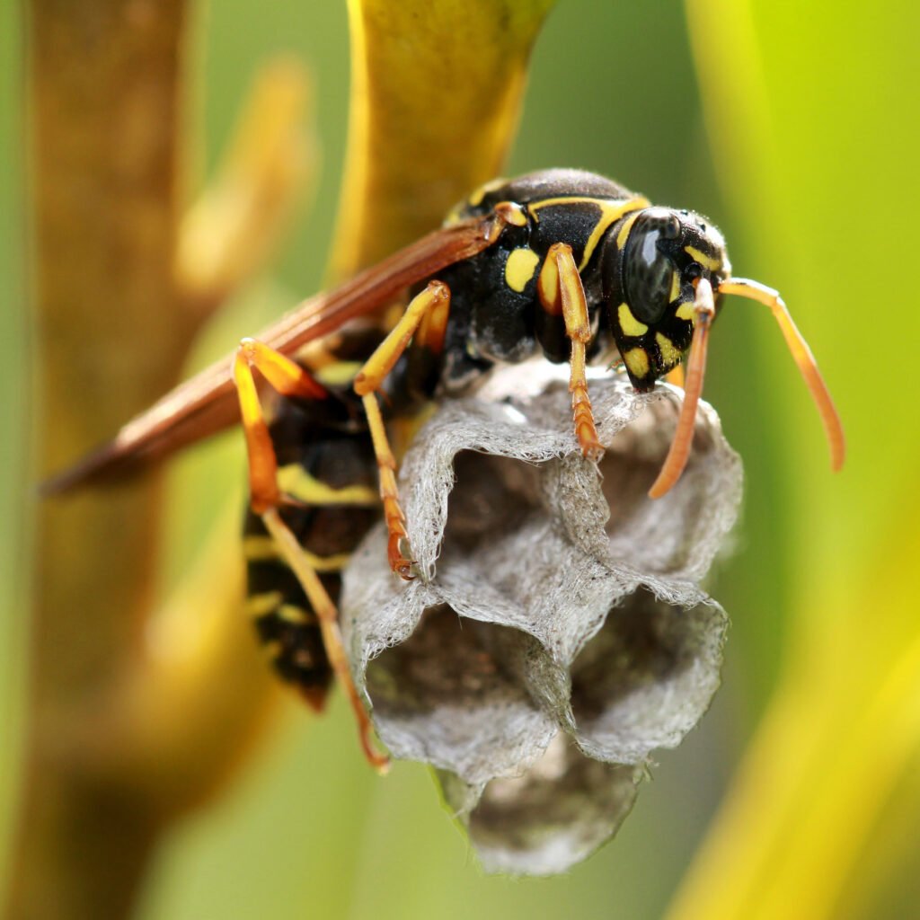 Wasps Pest Control