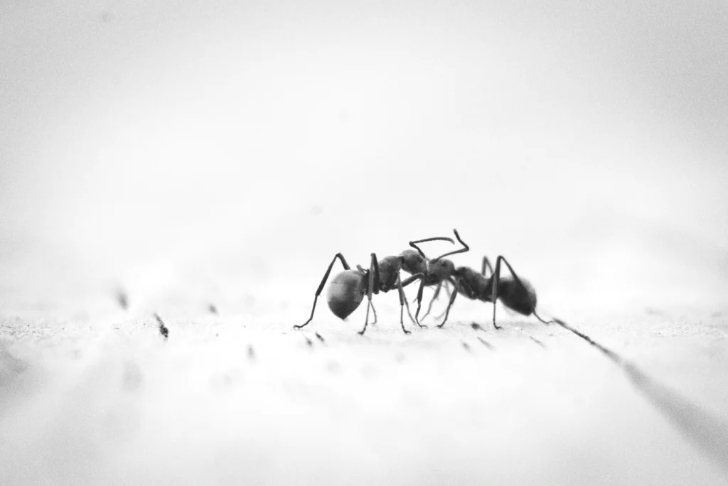 How to Get Rid of Ants