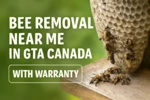 Bee Removal Near Me
