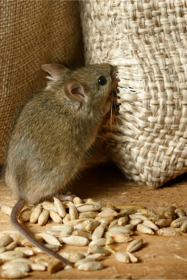Rodent Control Services near me