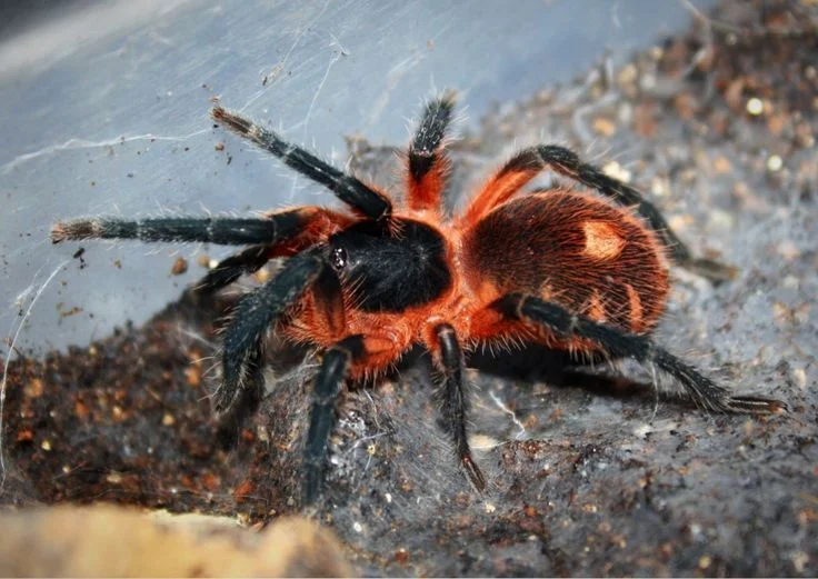 Venomous Spiders Ontario