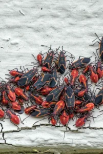 Boxelder Bugs