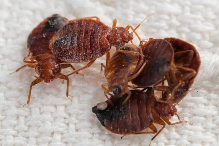 June Bugs