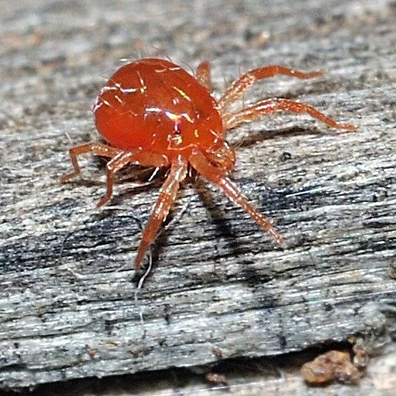 Red House Spider in Canada