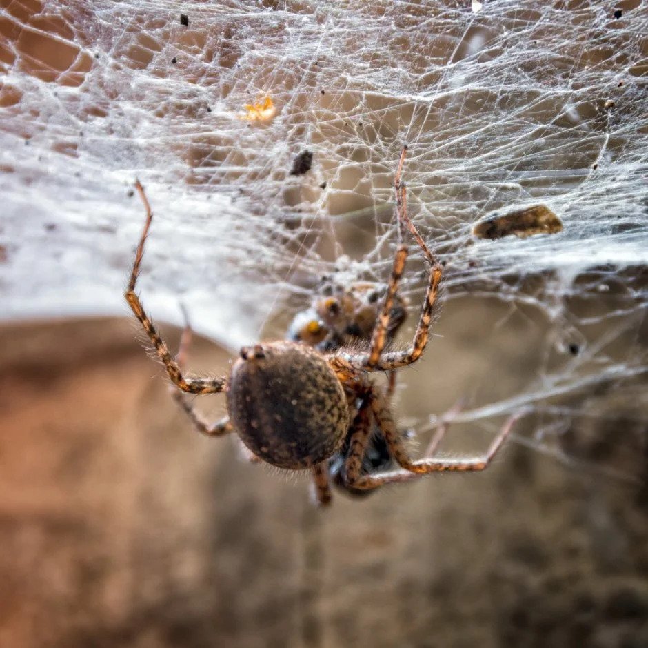 Spider in home