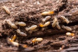 Termites Toronto