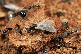 Flying ant