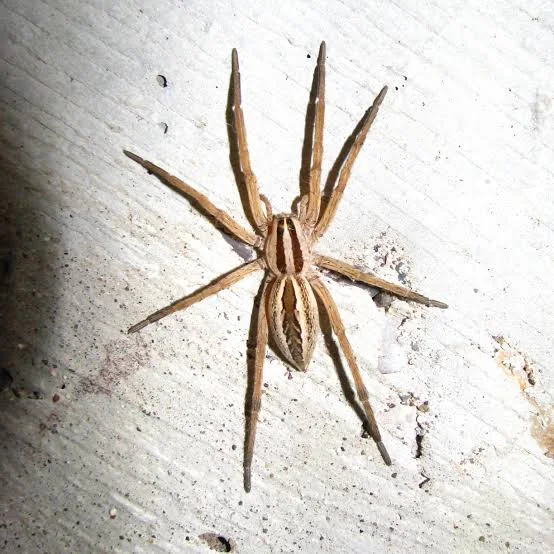 Wolf spider
