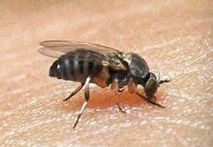 black flies