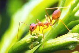 fire ant