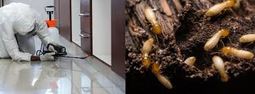 termite inspection