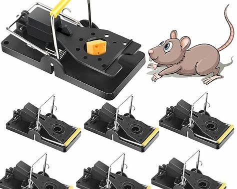 Mice Pest Control