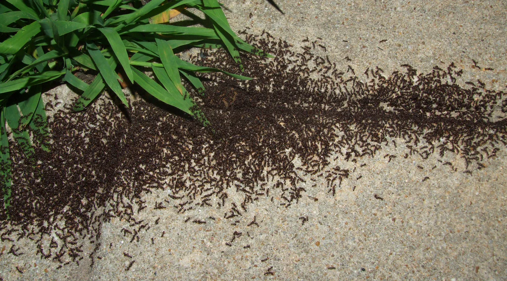 Black Pavement Ants