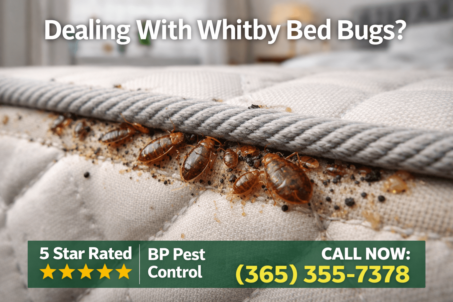 Whitby bed bugs infestation mattress seam removal BP Pest Control