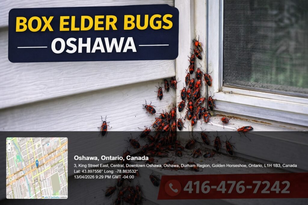 box elder bugs Oshawa infestation on house siding with multiple red and black bugs clustering near window