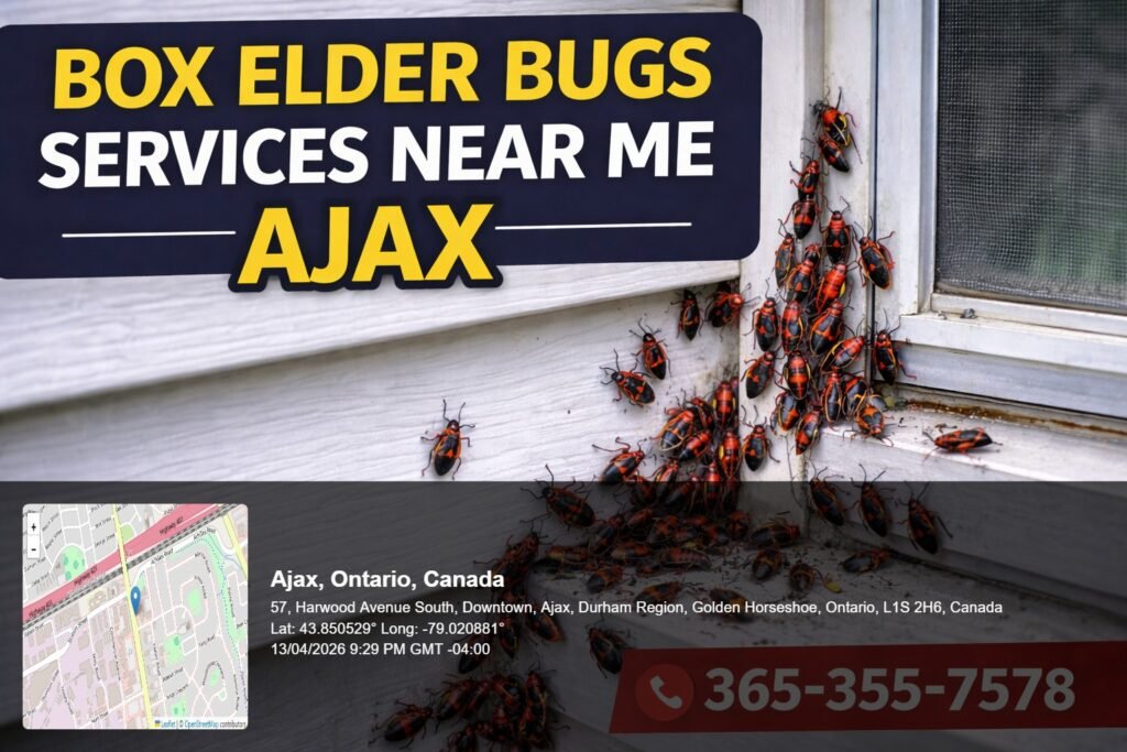 box elder bugs services near me Ajax infestation on house siding with multiple red and black bugs clustering near window