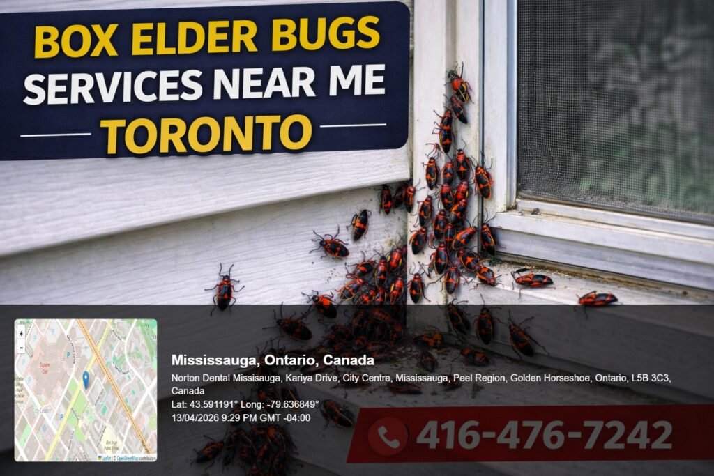 box elder bugs services near me Toronto infestation on house siding with large cluster of red and black bugs near window