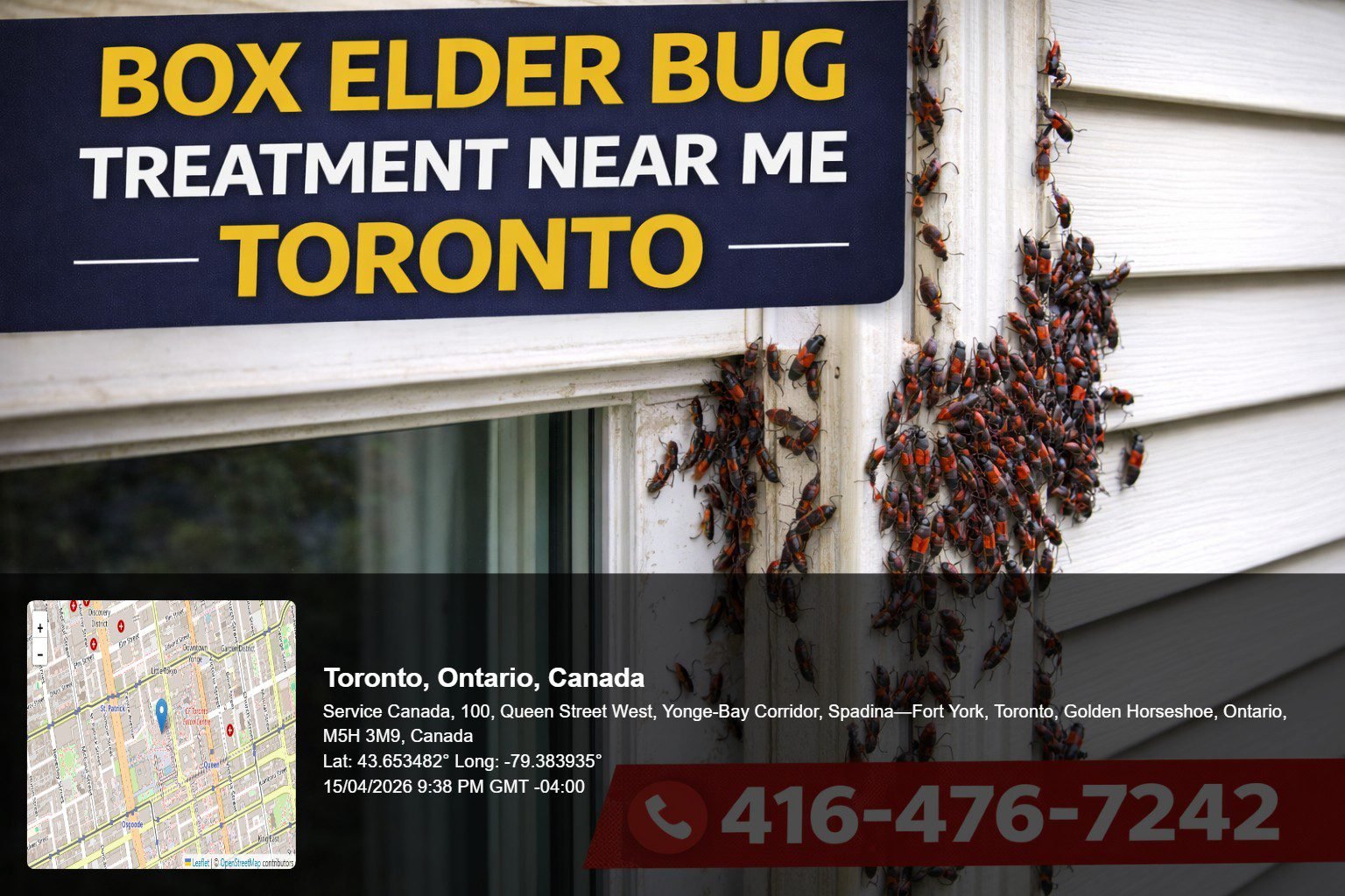 box elder bug treatment near me Toronto infestation on house siding with large cluster of red and black bugs near window