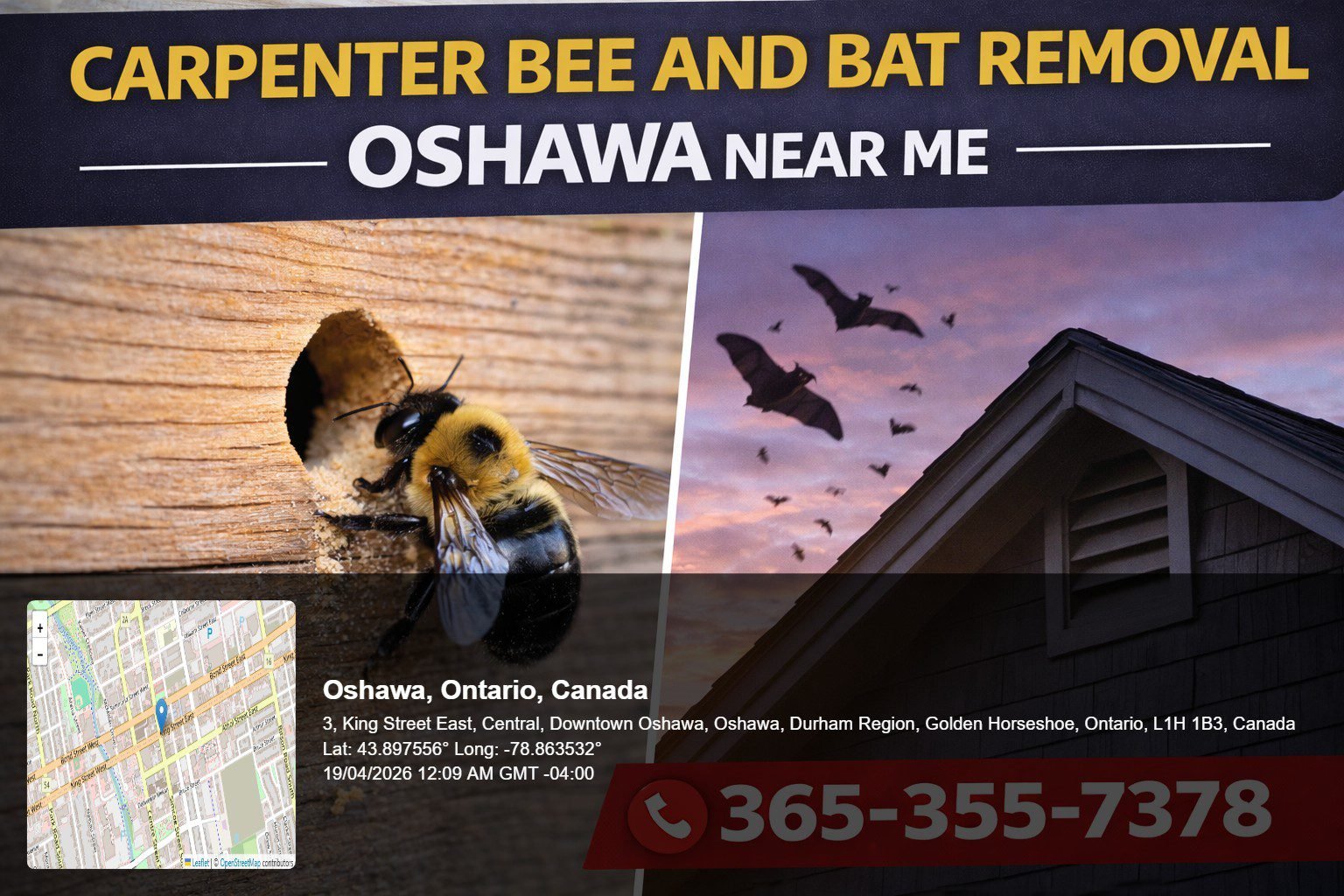 carpenter bee and bat removal Oshawa near me carpenter bee drilling hole into wooden siding of house