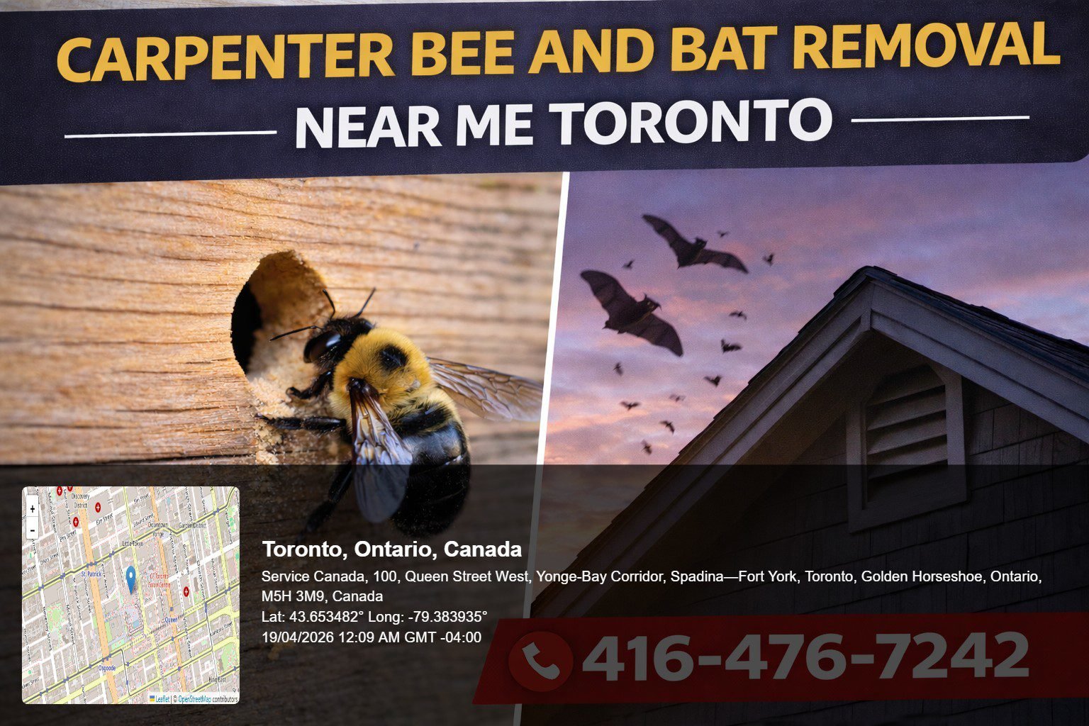 carpenter bee and bat removal near me Toronto carpenter bee drilling hole into wooden siding