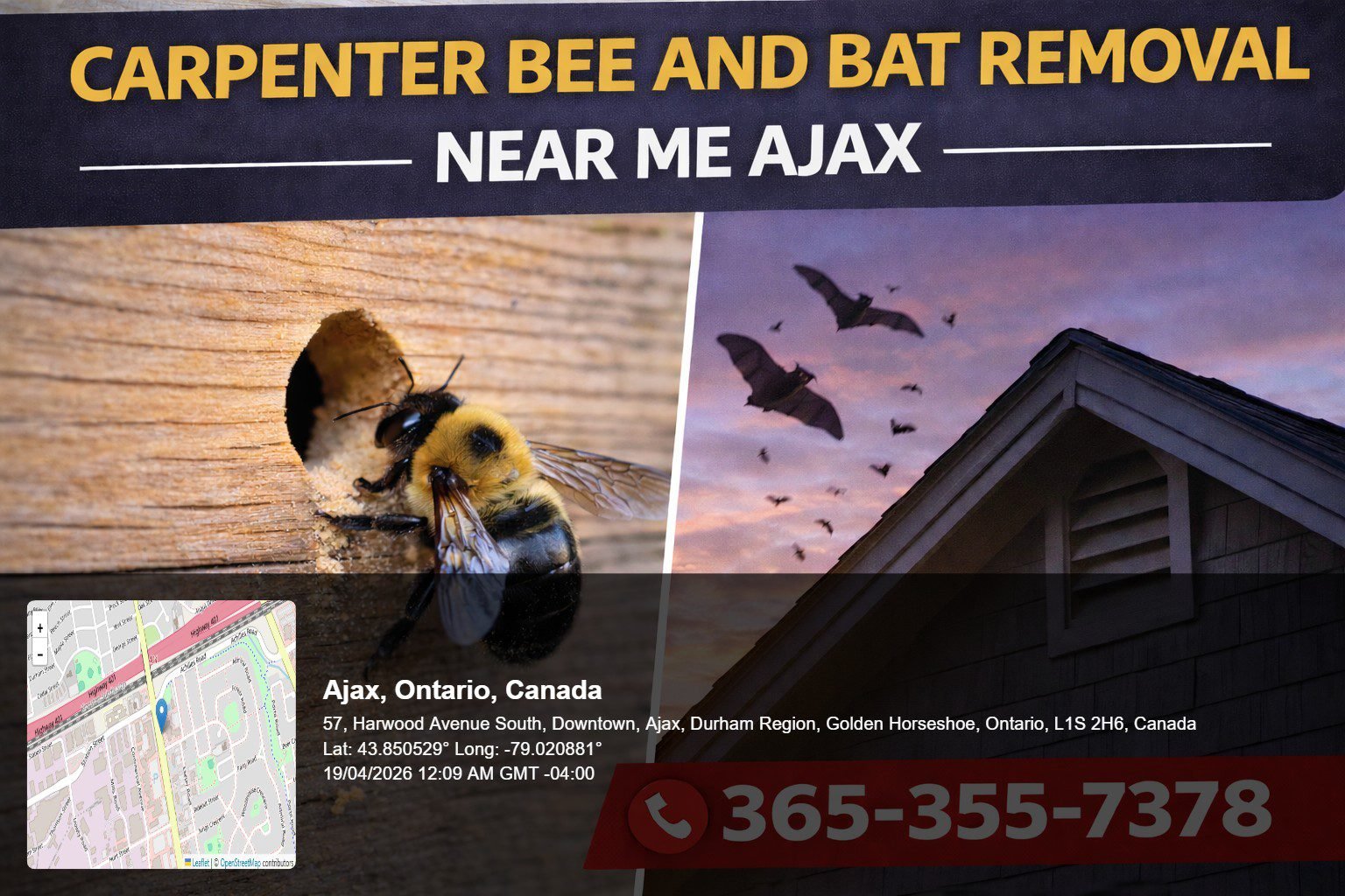 carpenter bee and bat removal near me Ajax carpenter bee drilling hole into wooden siding