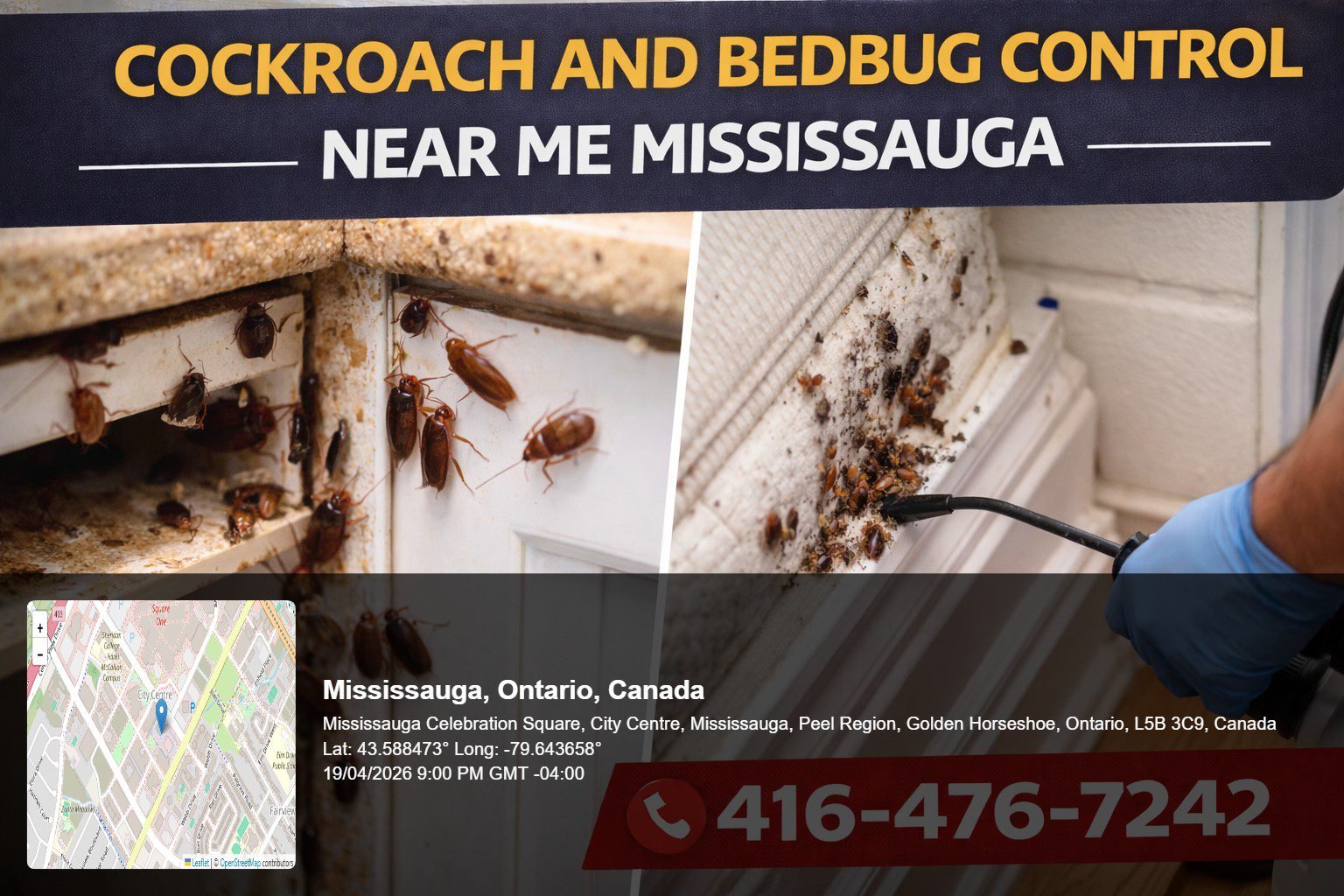 cockroach and bedbug control near me Mississauga close up of cockroach infestation in kitchen cabinet