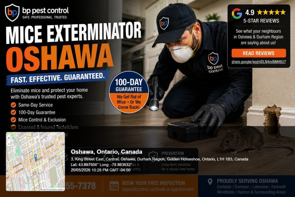BP Pest Control technician performing professional mice exterminator Oshawa rodent control and exclusion service inside a residential home.