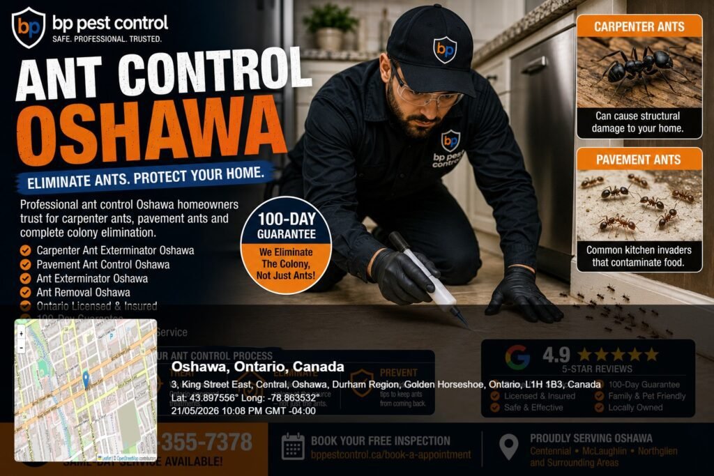 BP Pest Control technician performing professional ant control Oshawa treatment near a residential kitchen and structural carpenter ant infestation area. Ant control oshawa